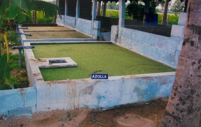 The Azolla Cement Lantern is an eco-friendly and cost-effective lighting solution that combines traditional craftsmanship with modern sustainability.